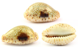 Cowry shells that symbolise how Anatellô innovation workshops deliver profitable growth to organisations.
