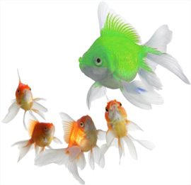 Goldfishes including one green one symbolising that Anatellô is different from other innovation consultancies